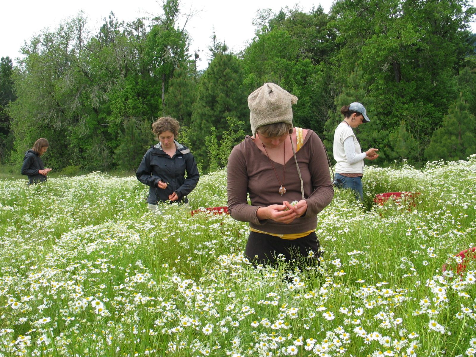 Chamomile harvest