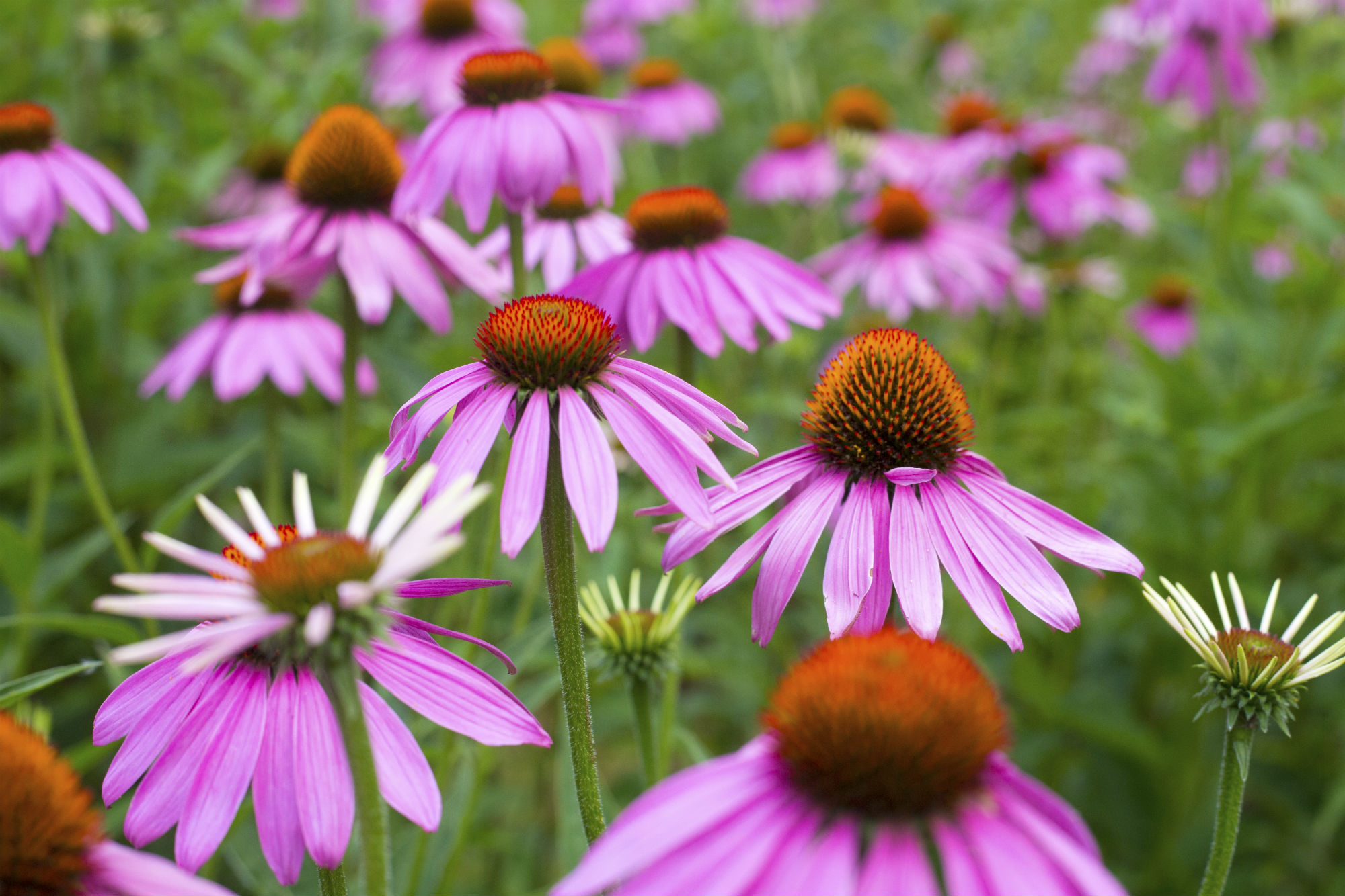 Echinacea flowers before the harvest