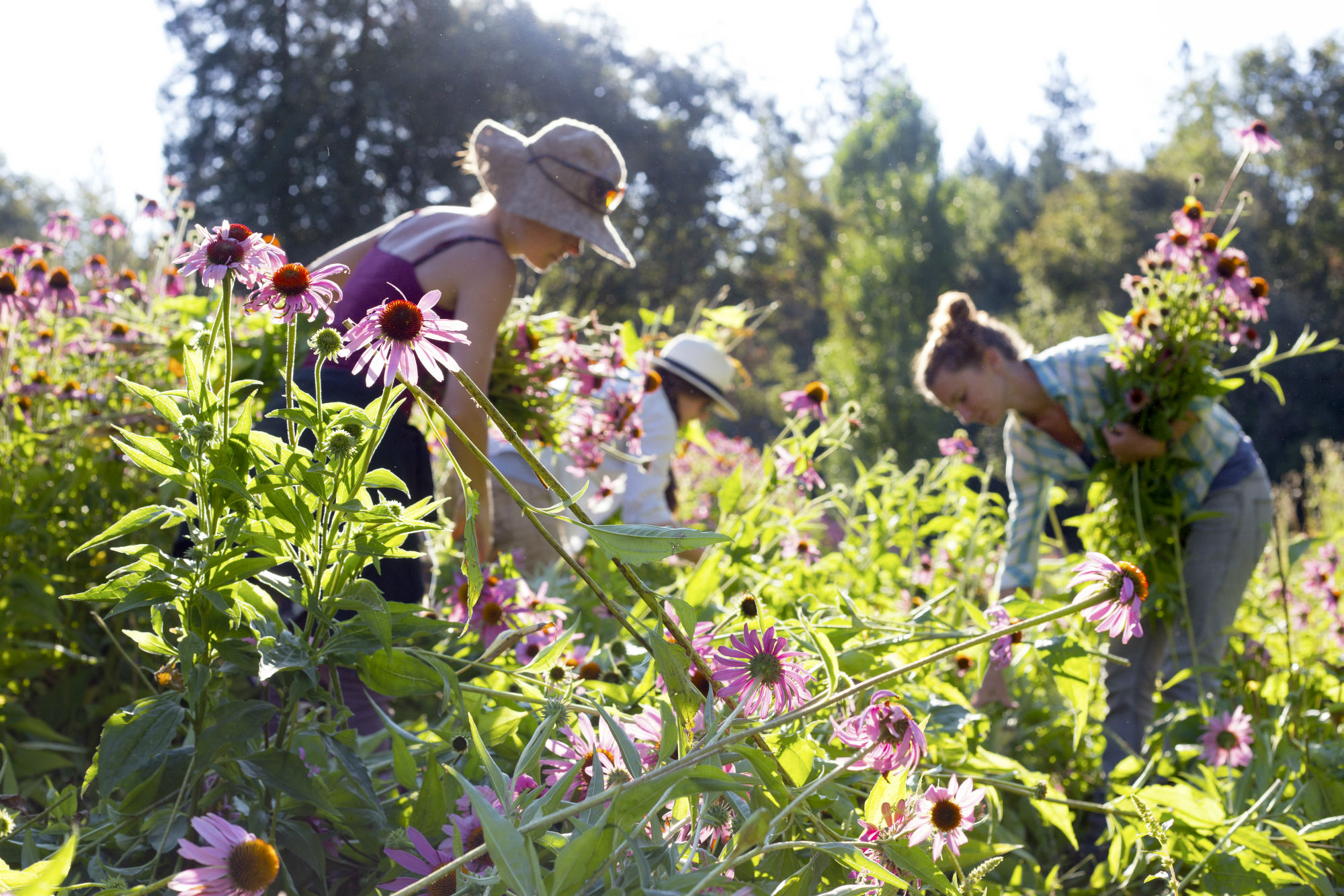 Team harvesting Echinacea